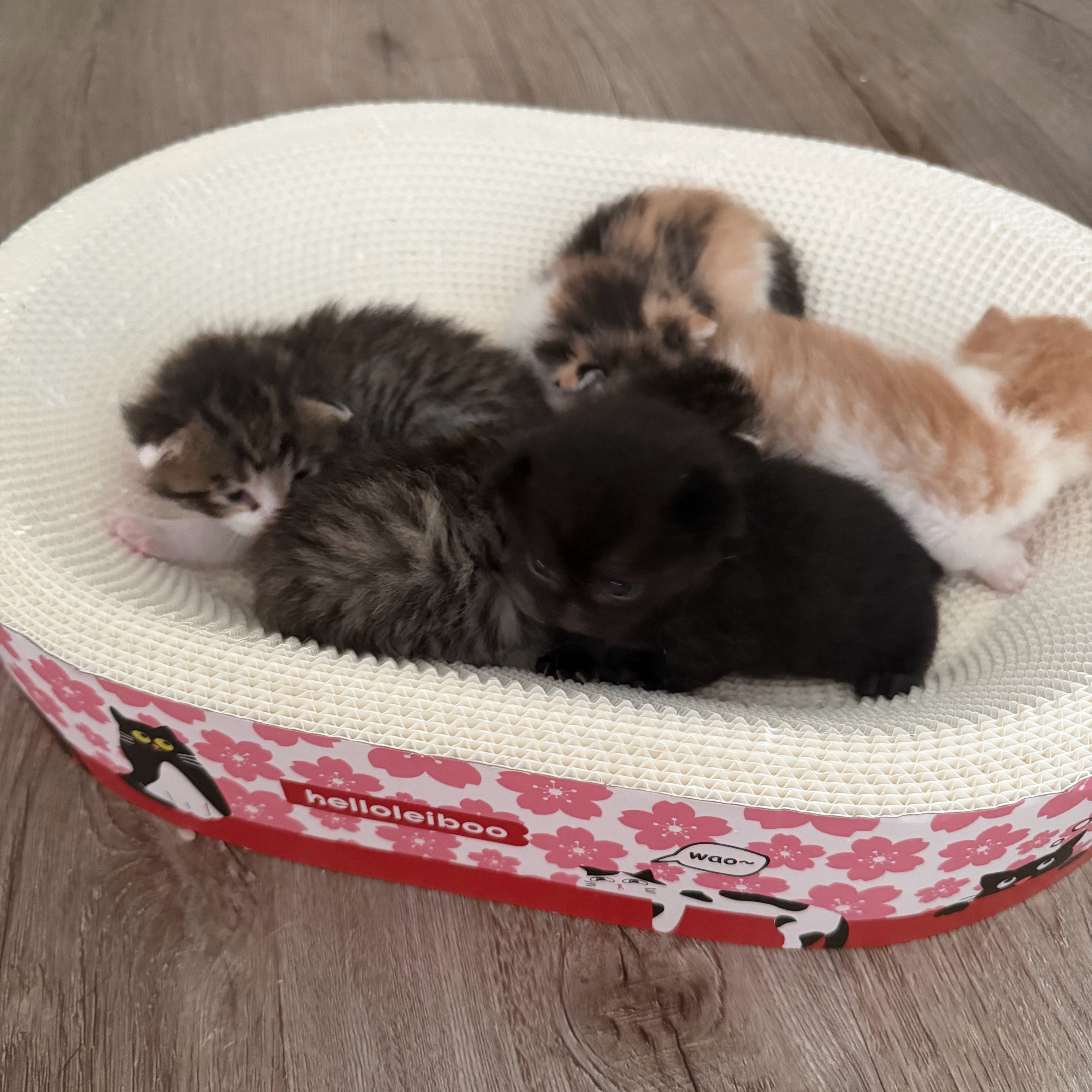 五条猫猫虫赶紧长大吧