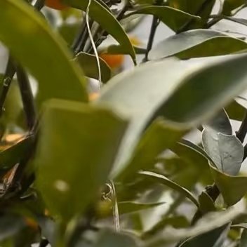 金桔极简种植养护一、种植1. 时间：春3-4月、秋9-10月栽种2. 盆土：口径