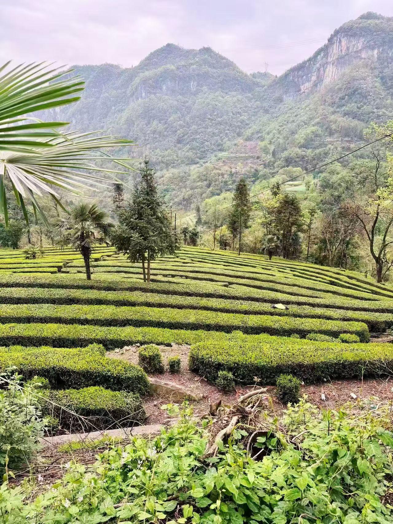 站桩就是放松站桩锻炼的过程其实就是一个全身放松的过程，当然因功法而异，