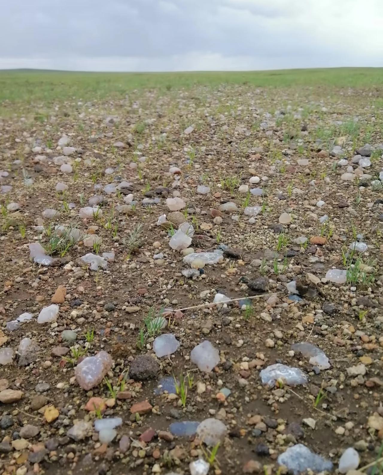 这样也能叫草原？夏天来呼伦贝尔腹地，所能看见的大多是这样的草原，除了辽阔草没石