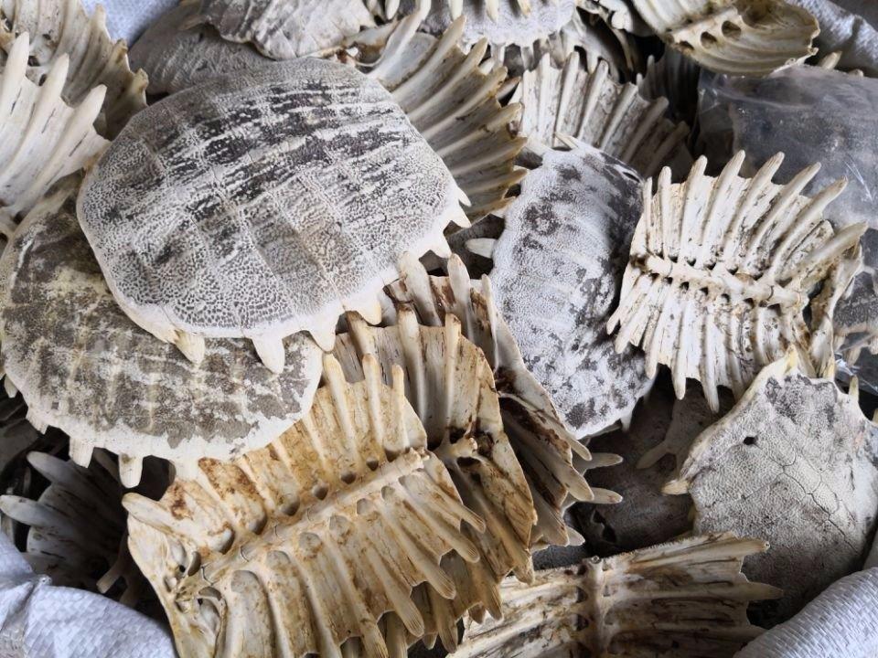 肝硬化不离一个瘀！郁金解肝瘀、鳖甲散肝络瘀、丹参通肝瘀、茯苓化湿瘀大家好，我