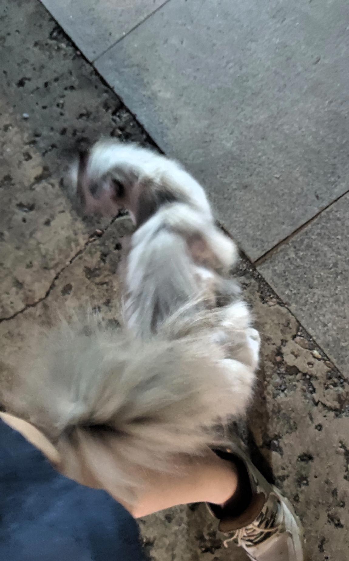 小区里第一次发现一只布偶猫。以前都只见流浪的狸花猫。大多数流浪的狸花猫都很怕人。