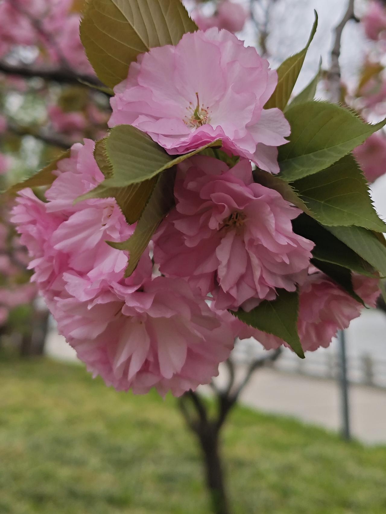 养花，养的是心随着年纪渐长，慢慢爱上了养花。养的从不是什么名贵品种，也算不