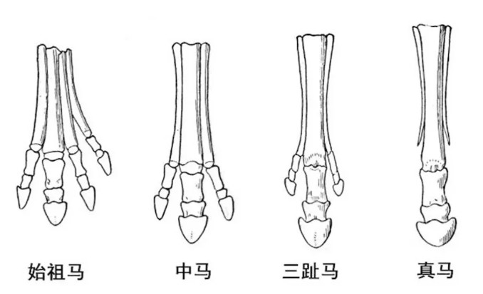 每天一条冷知识马的祖先——始祖马其实是有四根脚趾的，但是为了跑更快，它们外侧的