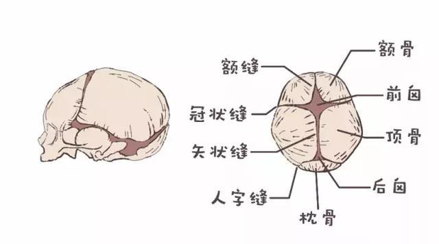 头颅上的间隙是留给宝宝生长发育用的, 闭合过早和过晚都属异常