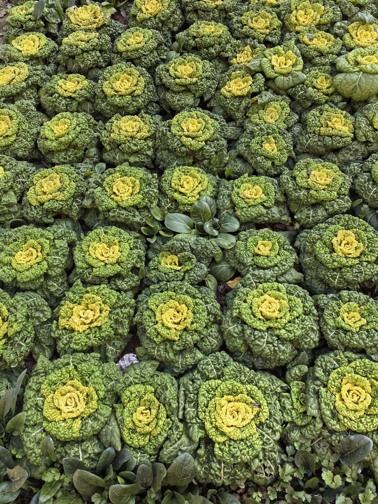 老母亲的菜地真治愈，这也是老母亲舍不得离开老家的原因之一。黄心菜像绣在土地上