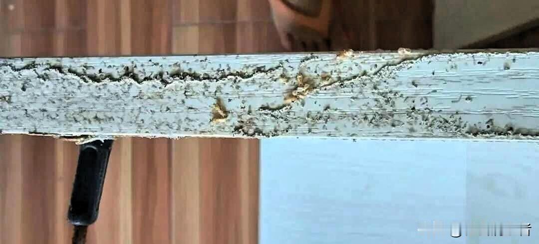 白蚁蛀空家财物业推诿五年判决后业主群炸锅中山一位业主跟物业为白蚁的事较劲