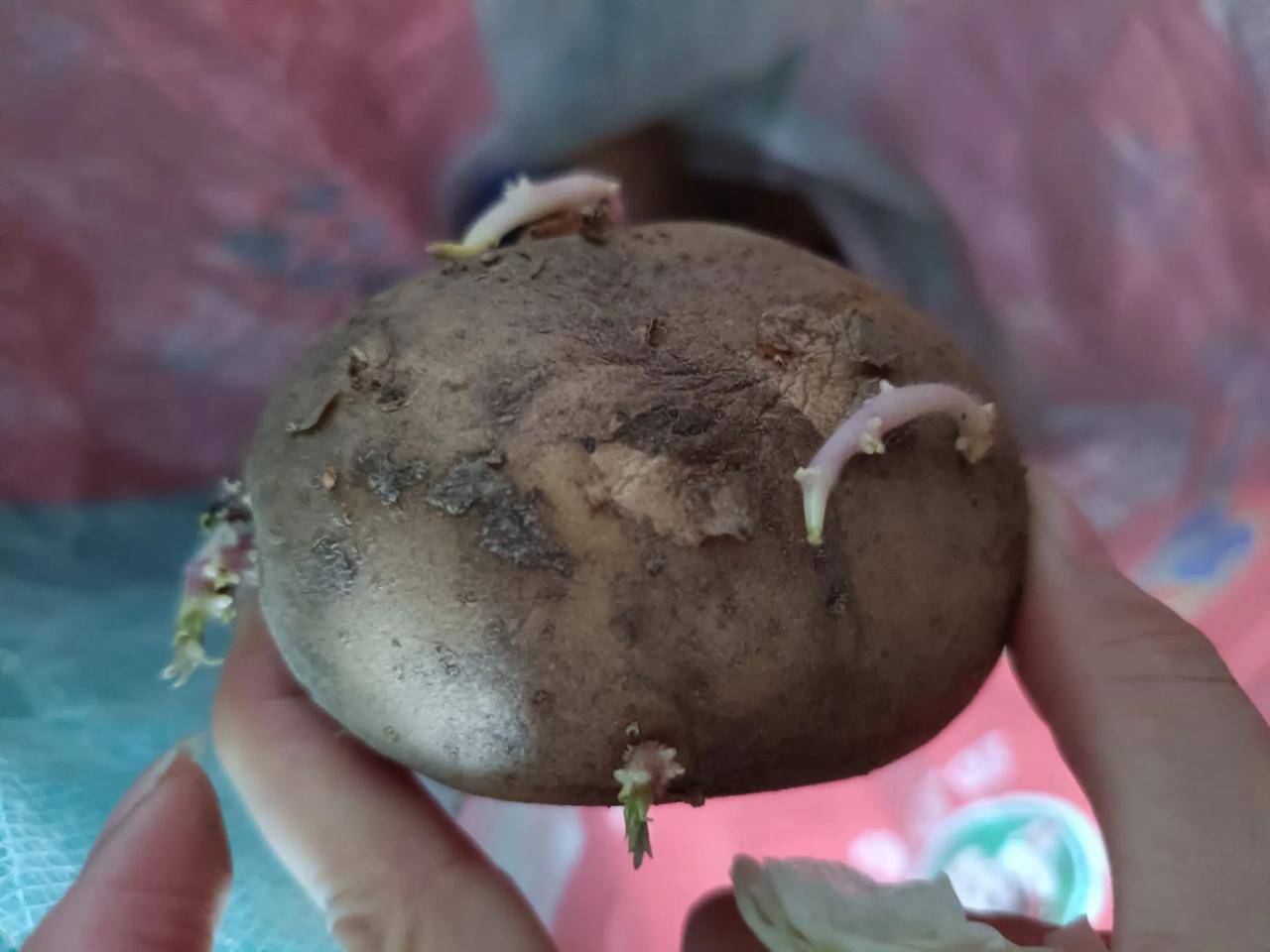 生芽的土豆和红薯到底可不可以吃？我家那个前段时间从老家拉了一些土豆过来，孩子爷