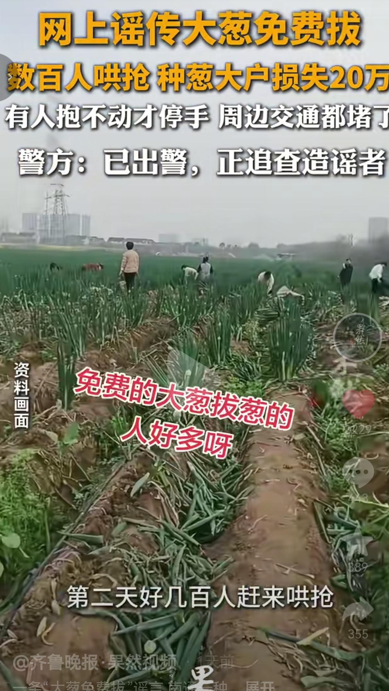 谣言害死人！就因为网上一句毫无根据的谣言，江苏南通一位种葱大户，近40亩大葱被几