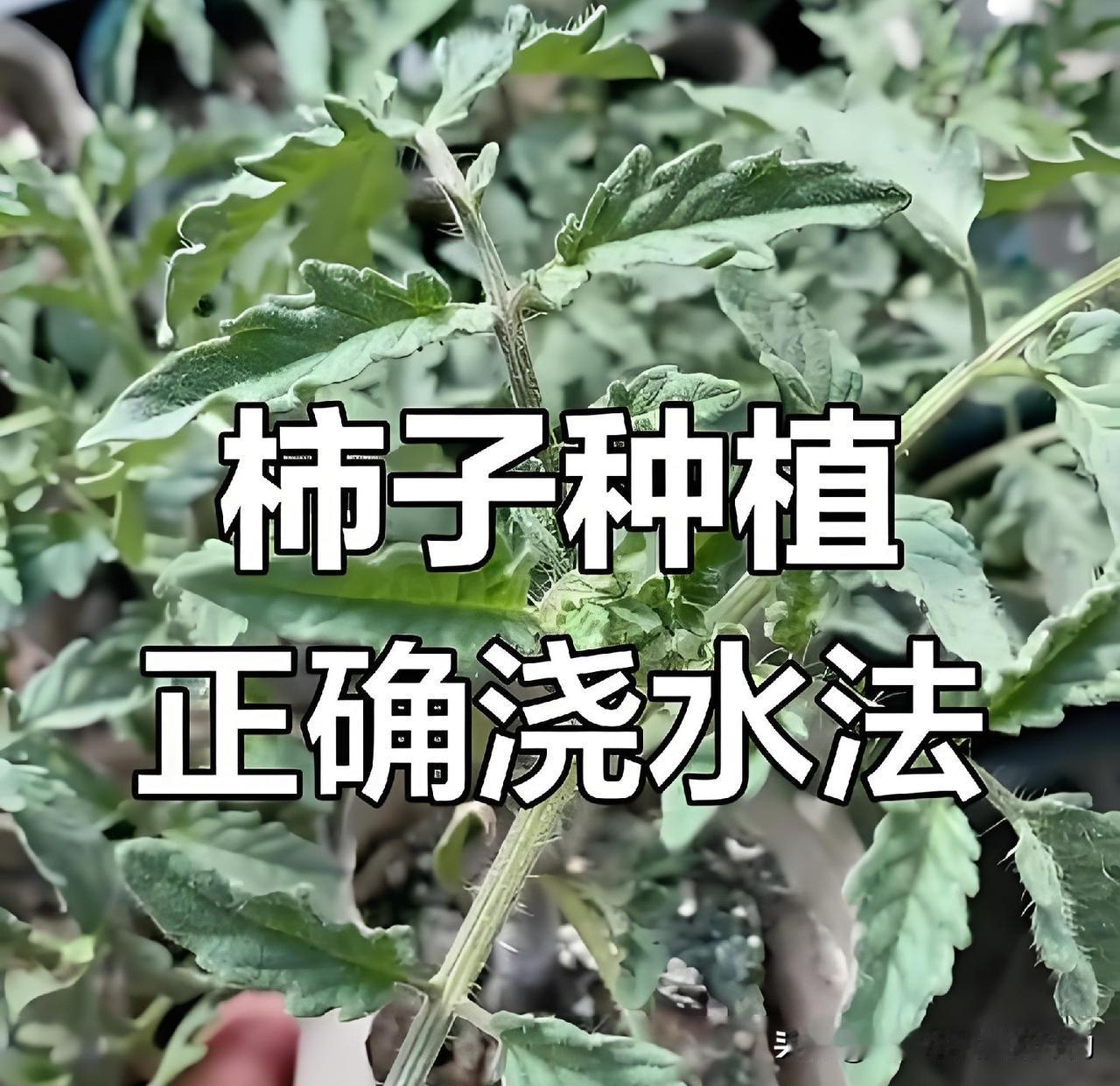 小菜园大热天怎么浇水施肥?夏天高温种西红柿，浇水施肥可不能瞎来！新手照着这