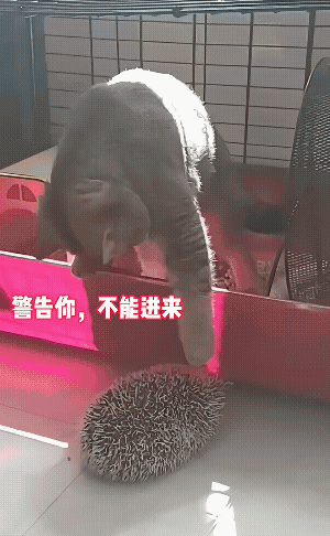 霸主刺头来了，猫也不得不走。豺狼虎豹，猫儿都敢亮剑，唯有这刺猬，它虽然很恨，但