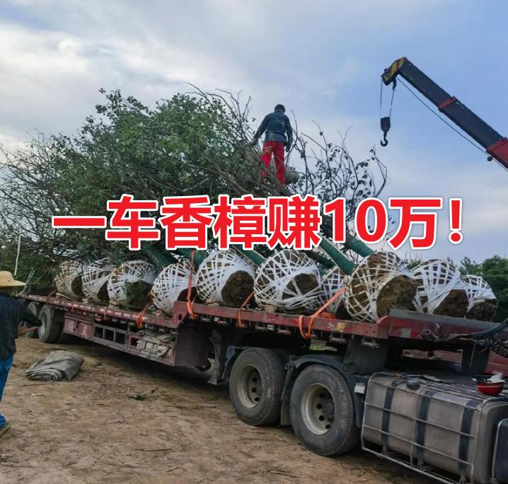 到底有多少人的香樟，卖在了最高位？挣了大钱？φ20cm的香樟，2000年才500