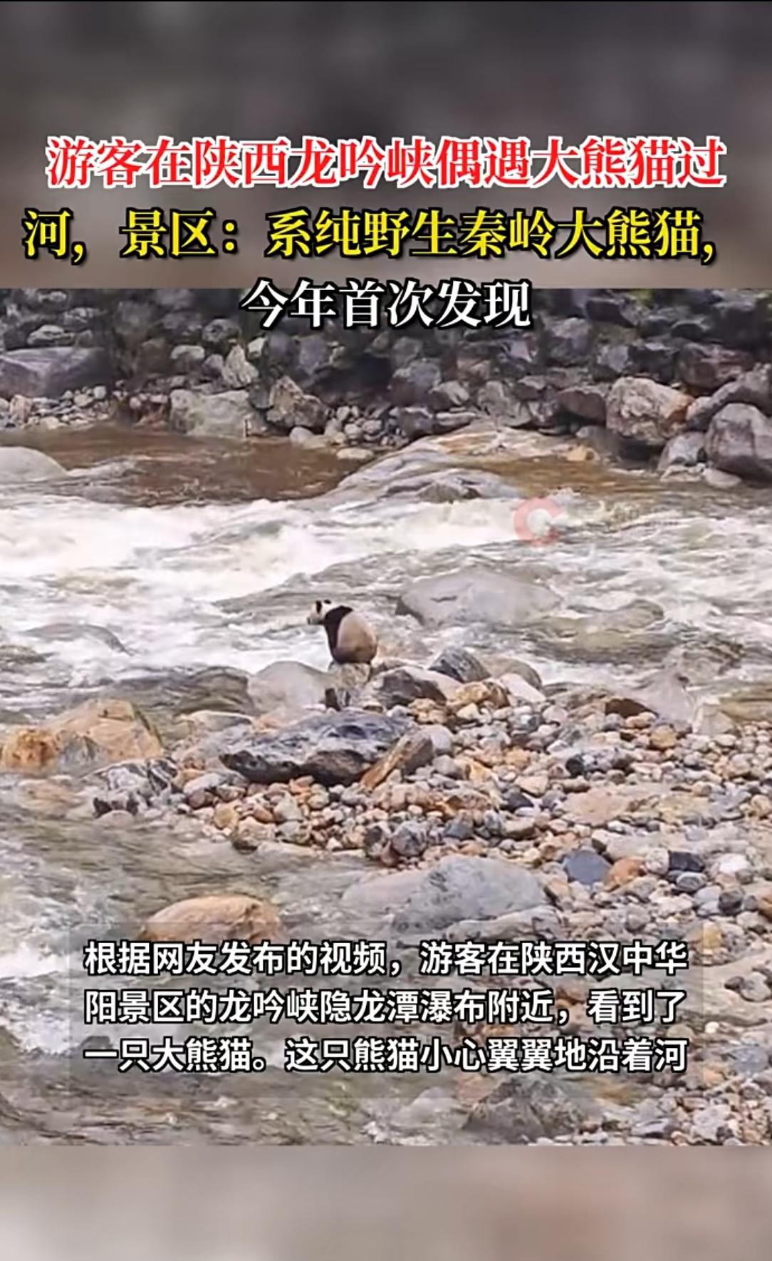 国庆景区遇“国宝显眼包”！秦岭野生大熊猫踩石渡河，游客直呼赚翻10月5日上