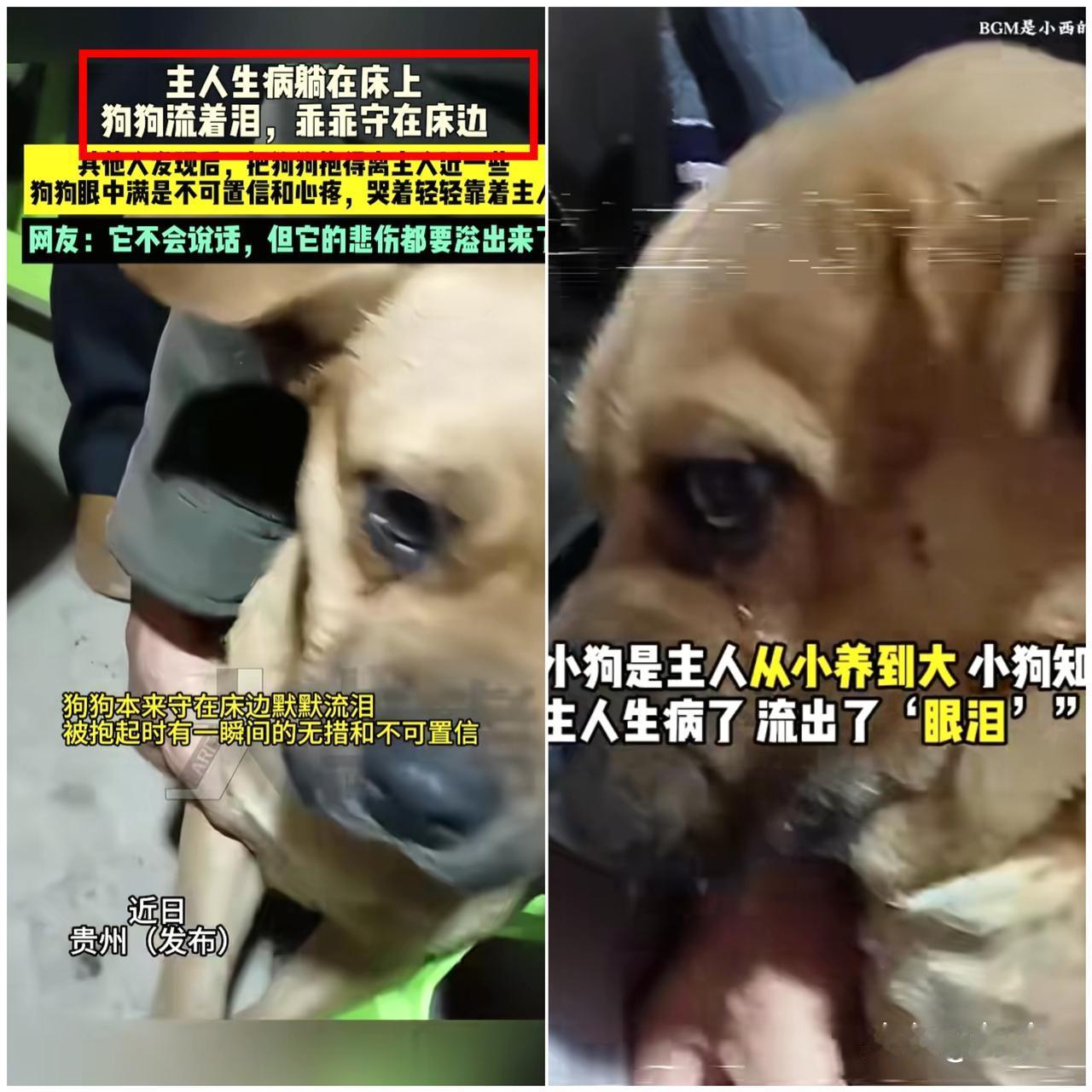 万物皆有灵！贵州这只狗狗，把“忠诚”两个字演到了骨子里。主人生病卧床，