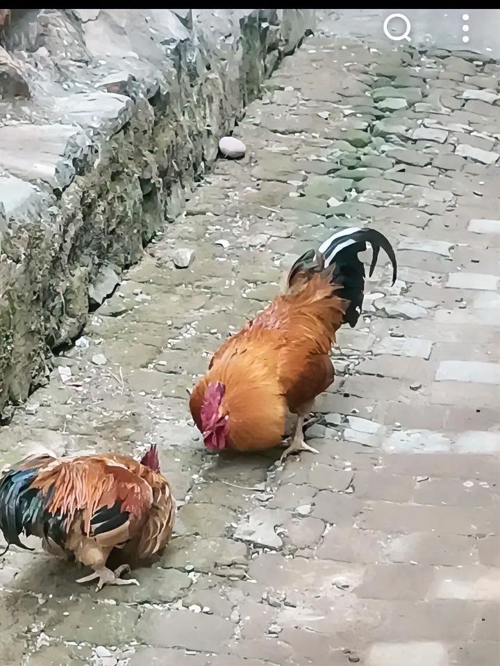 人这一辈子，没有好胜心不可取，但太要强了也未必是好事。四十多岁的妯娌俩，因家庭