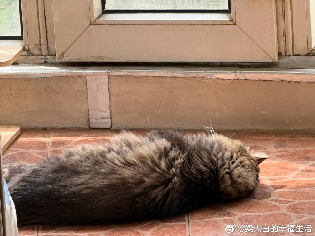一条小猫咪