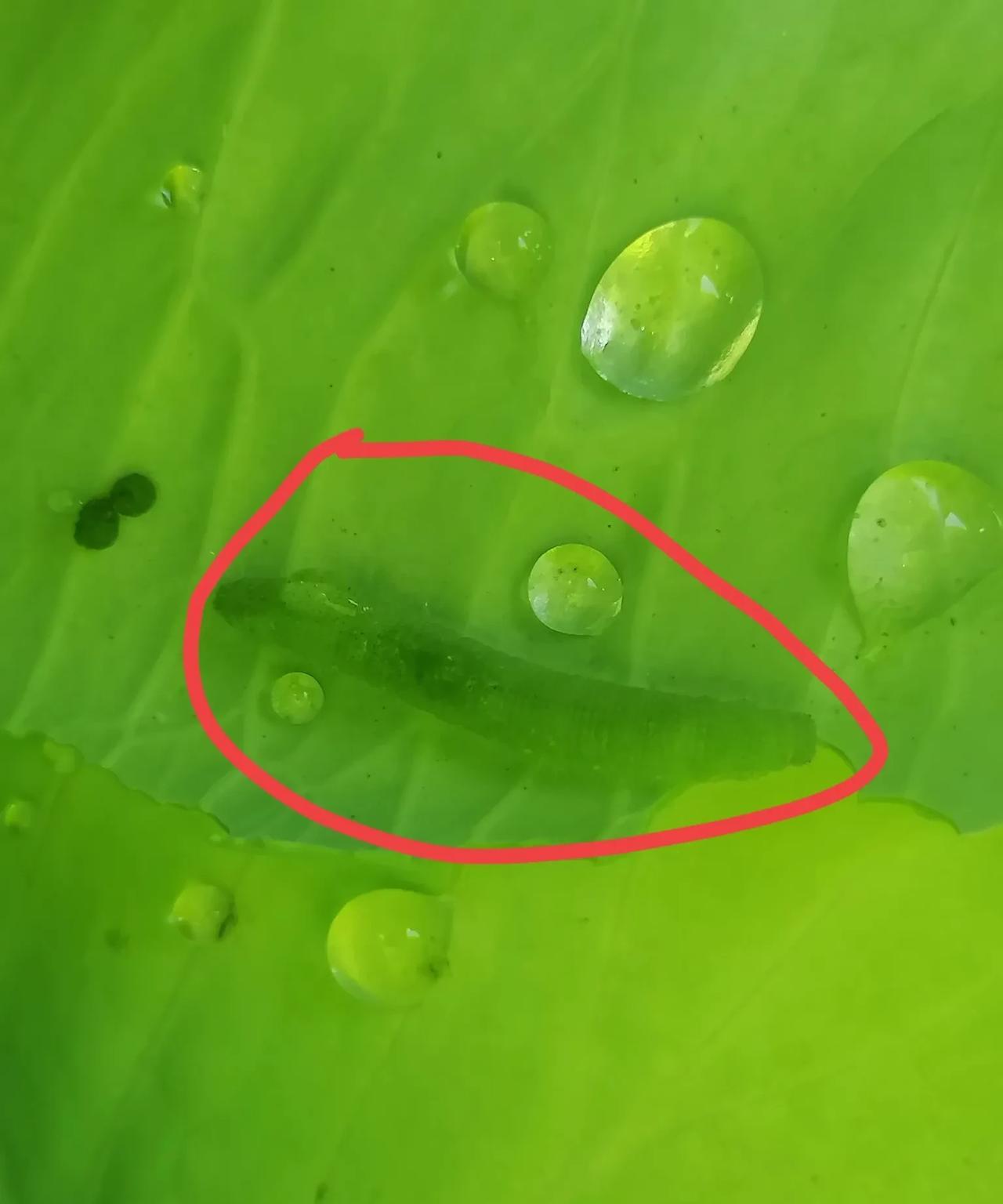 可恶的“小青”，把我家包心菜祸害成千疮百孔。这种包心菜腌着吃特别美味，特别下饭