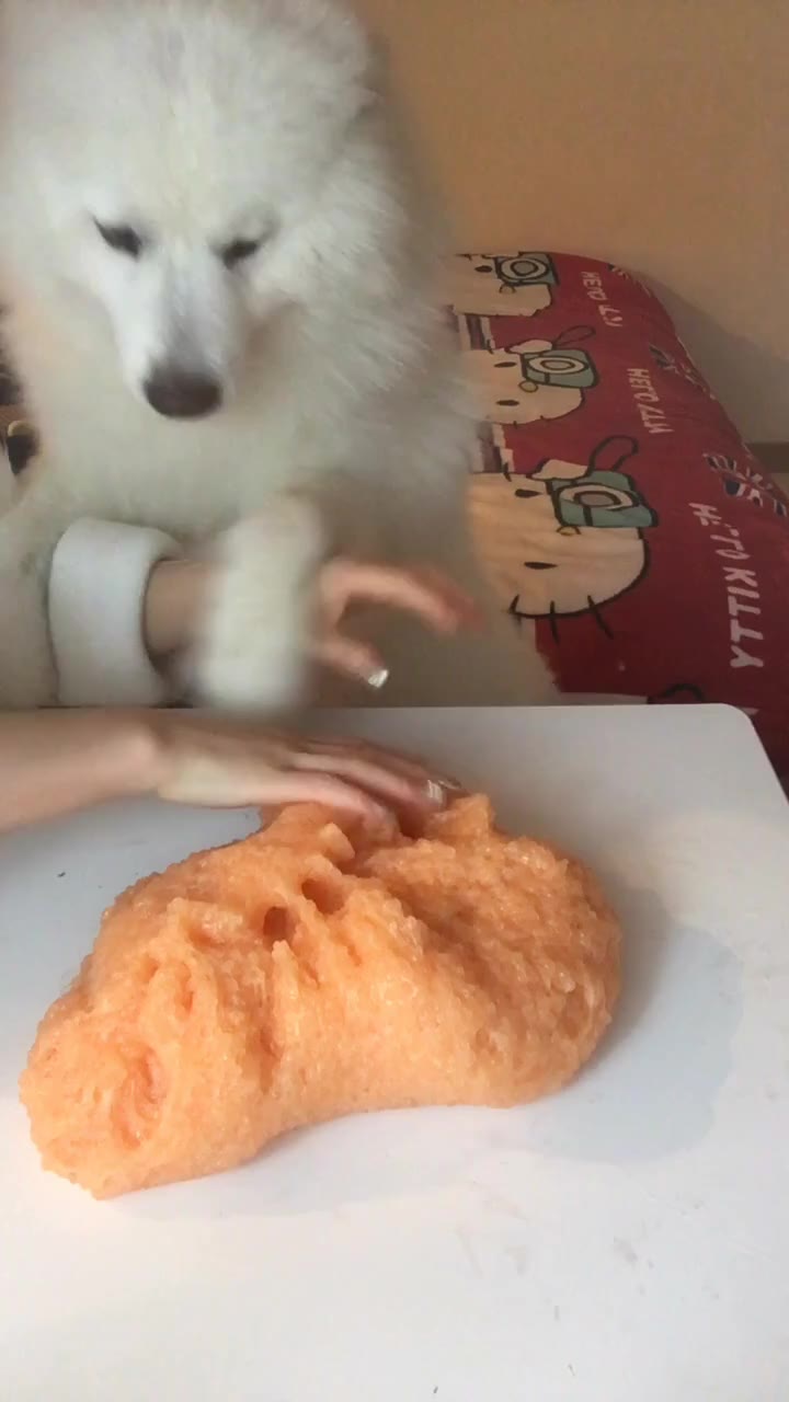 壁纸 动物 狗 狗狗 720_1280 竖版 竖屏 手机_动物世界 壁纸 动物 狗 狗狗 720_1280 竖版 竖屏 手机
