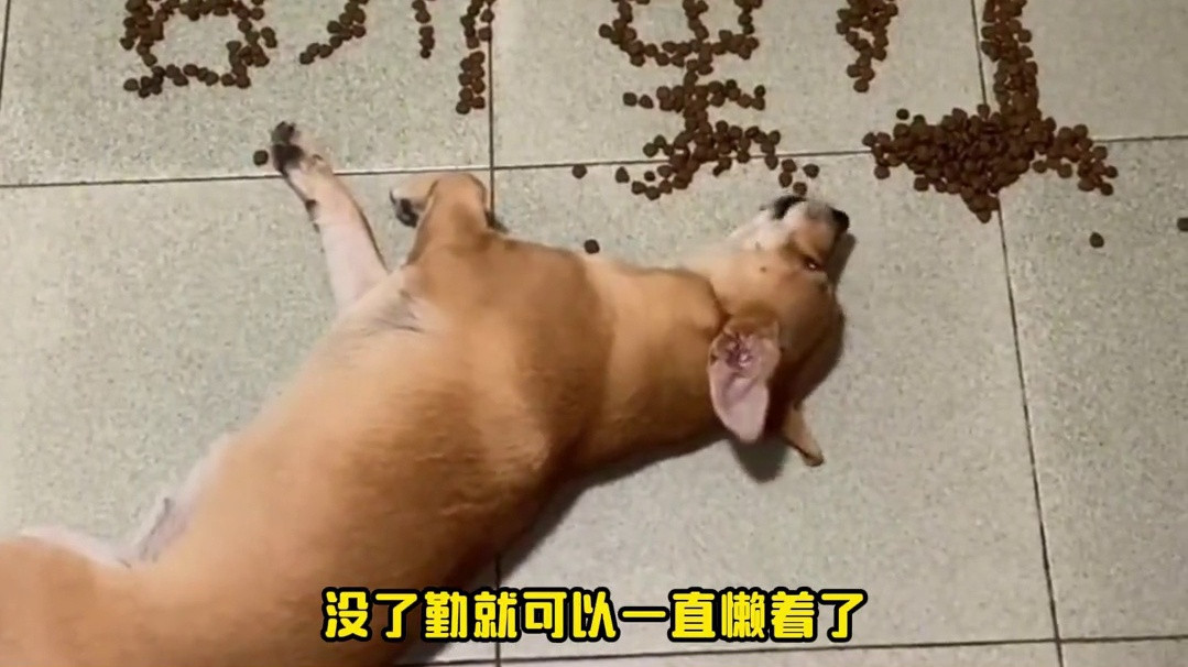 网友：什么叫留了狗粮，狗还饿了一天？狗主人：请看VCR 宠宝家长在这里！