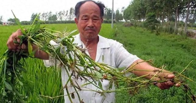 九十多年前，日本人把一种叫豚草的毒草带到中国东北，耗费2亿无法清理，却被一虫轻松