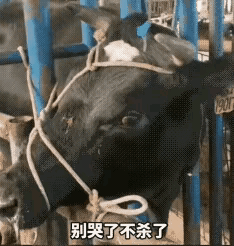 万物皆有灵性，你相信动物能感知自己的命运吗？近日，一头黑牛看到主人在磨刀，竟默默