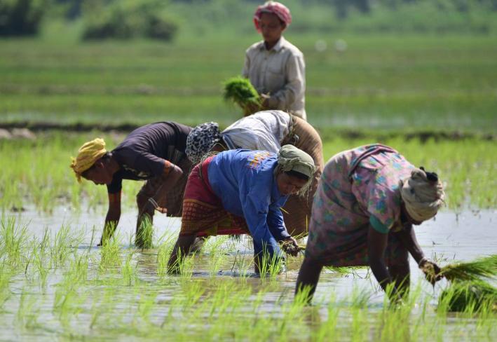 中国该如何应对？9月17日，印度打响2026全球粮食危机第一枪：大米