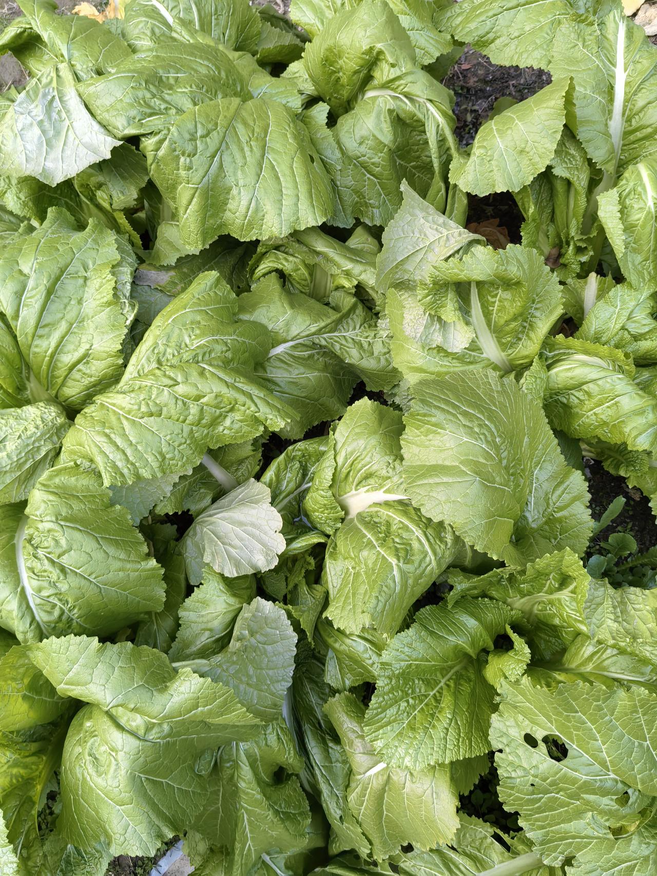 我妈嘱我给小舅妈发个红包，小舅妈今年69，过年就70了。我们这儿的风俗，长辈