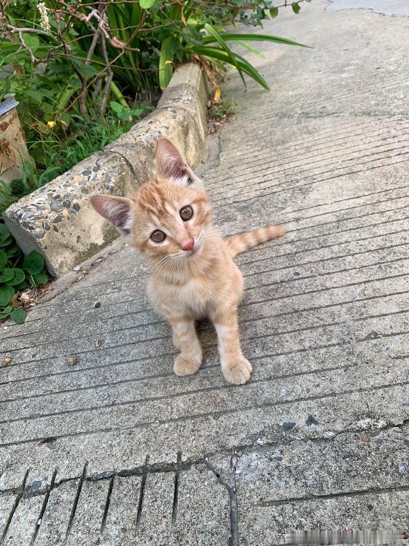 #梦中情猫#看到流浪猫在纸箱里睡觉，悄悄放了根火腿肠。第二天它还在那里，看到我喵喵叫。流浪动物最需要