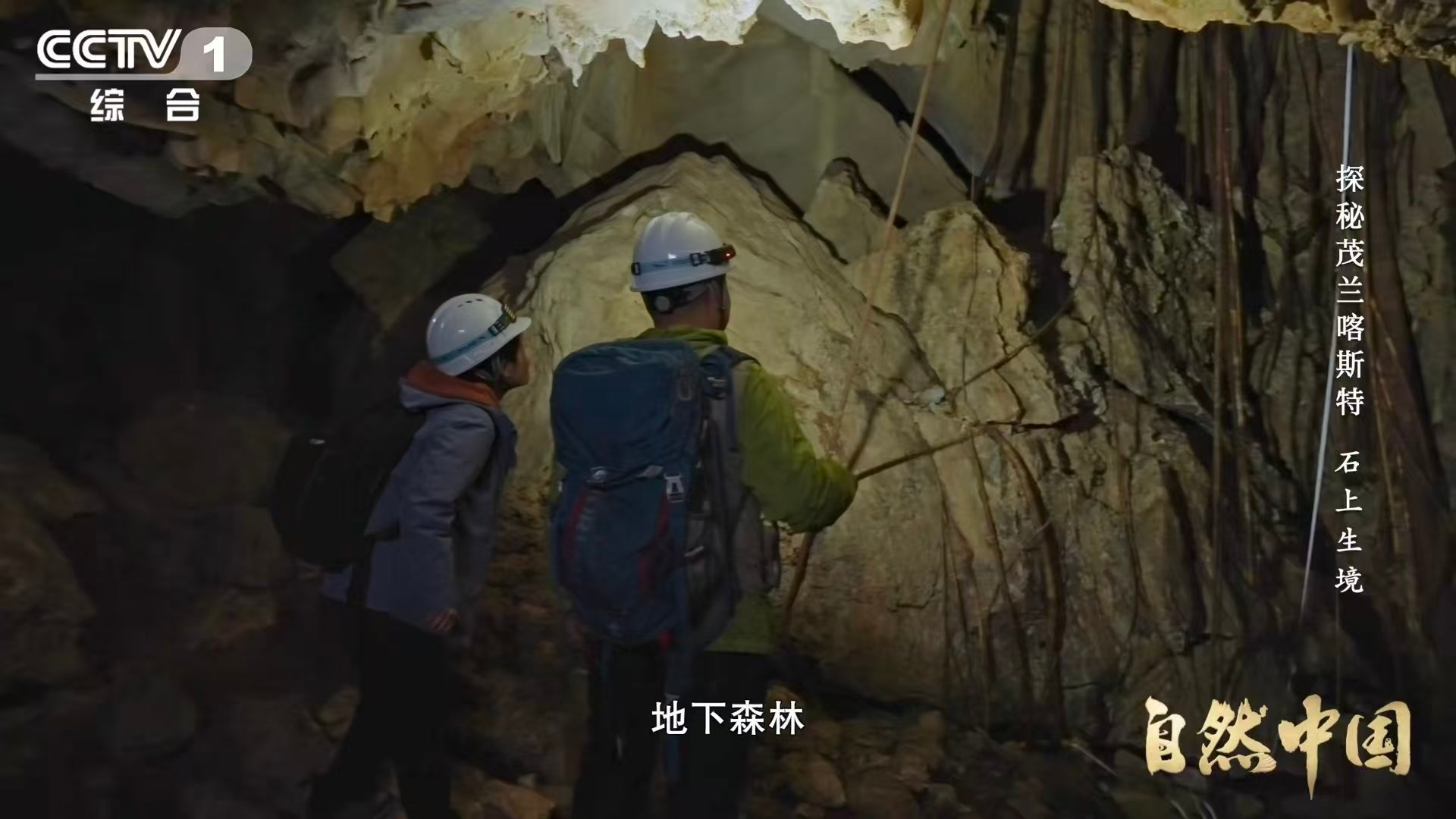 贵州溶洞发现地下反向森林颠覆认知的森林：根朝上汲取，枝向下探寻。暗河为脉，蝙蝠