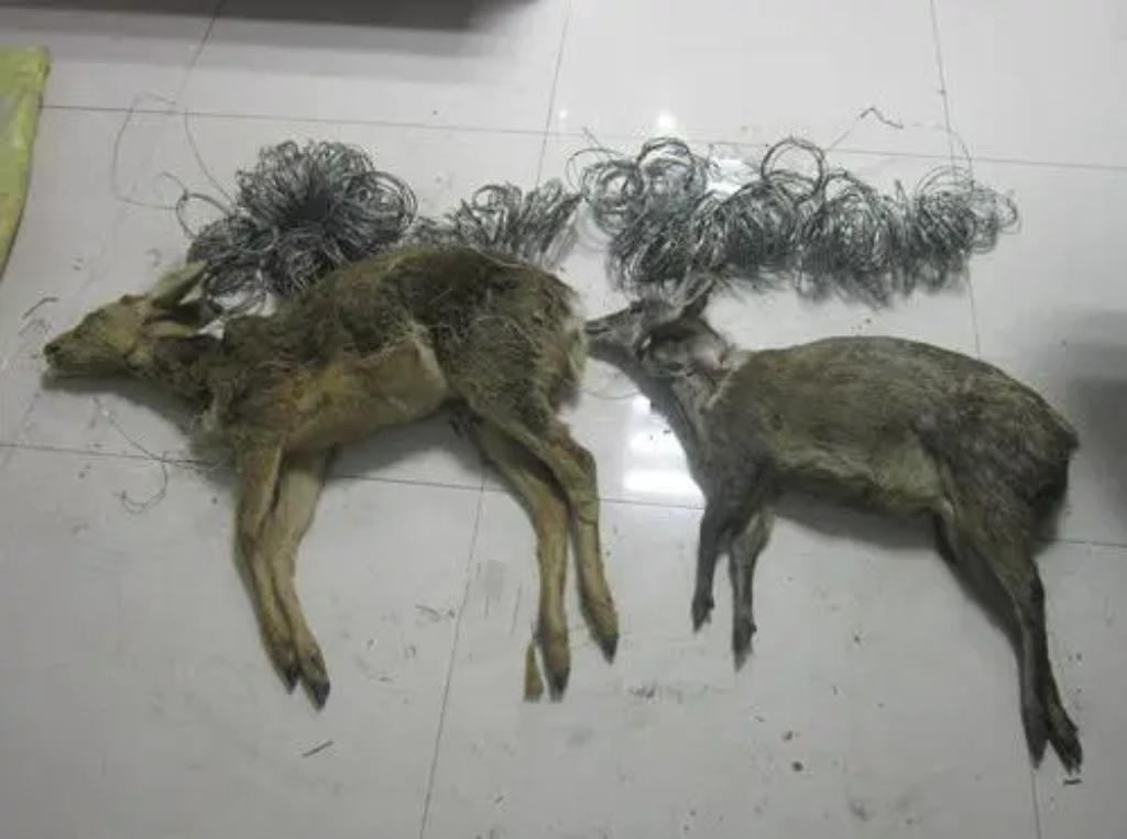 3人使用无人机非法猎杀9只马麝被批捕。马麝为国家一级保护动物，嫌疑人利用无人机追