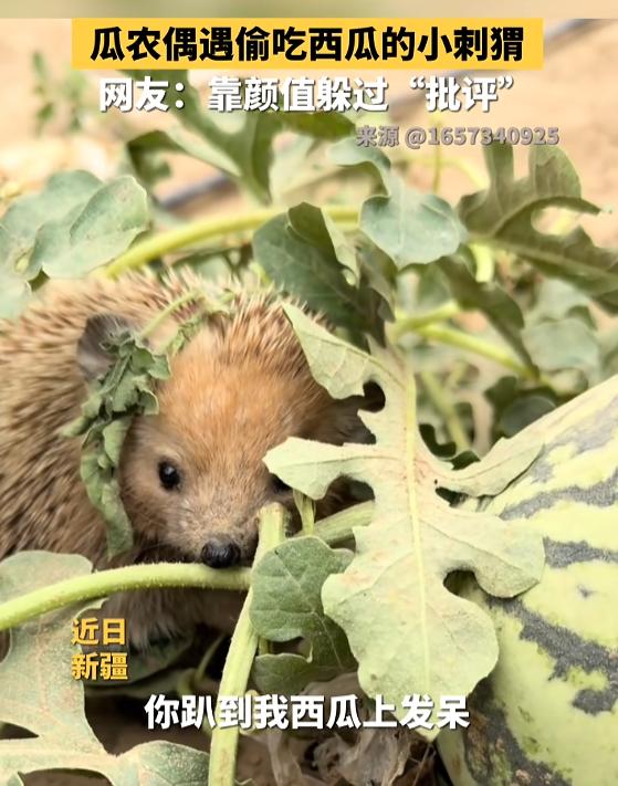 “太可爱了！”7月26日报道，新疆，一瓜农去地里看西瓜，结果发现西瓜有个大窟窿，