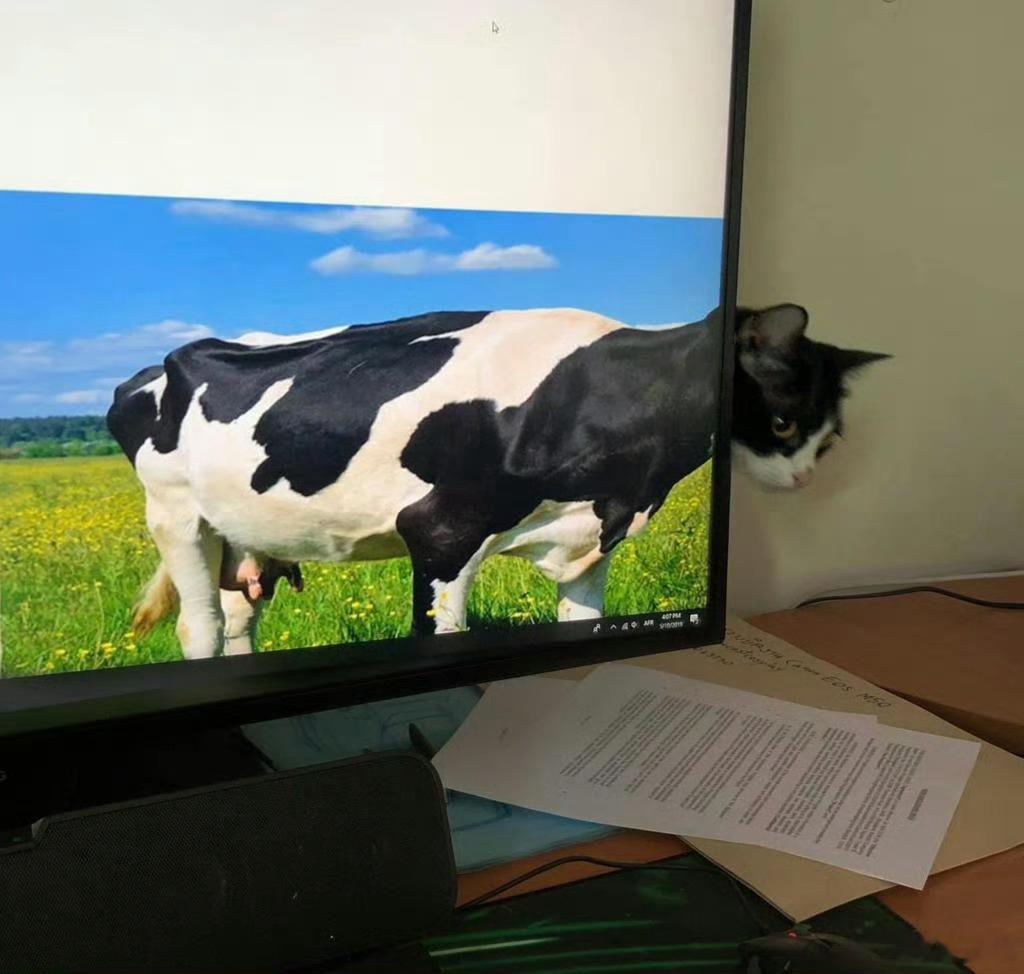 发现两只猫胃口很差，喂什么都不感兴趣，赶紧AI拿起来问半天…然后小林妈妈路