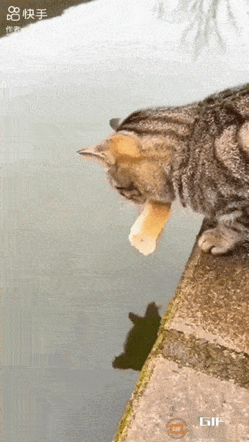 聪明狸猫“钓”鱼记！面包当诱饵，一抓一个准一只狸猫叼着块面包，走到湖边后，轻