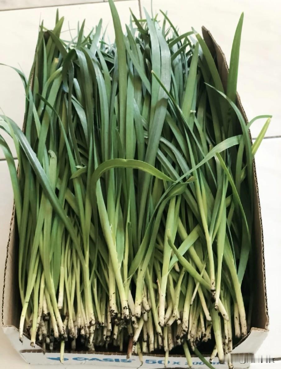 今天才知道，保存韭菜原来这么简单，不黄叶不烂叶，放1个月依旧新鲜韭菜是家常