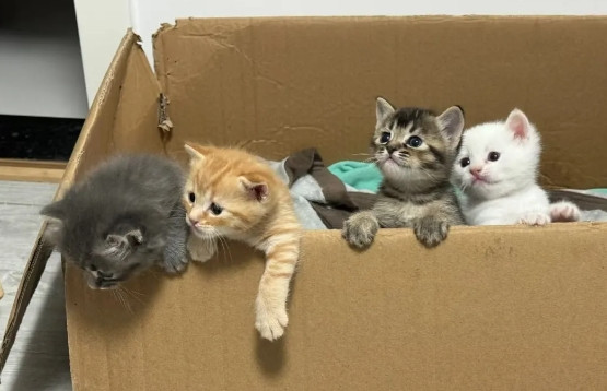 猫妈妈走的时候，四个小毛球还没满两个月