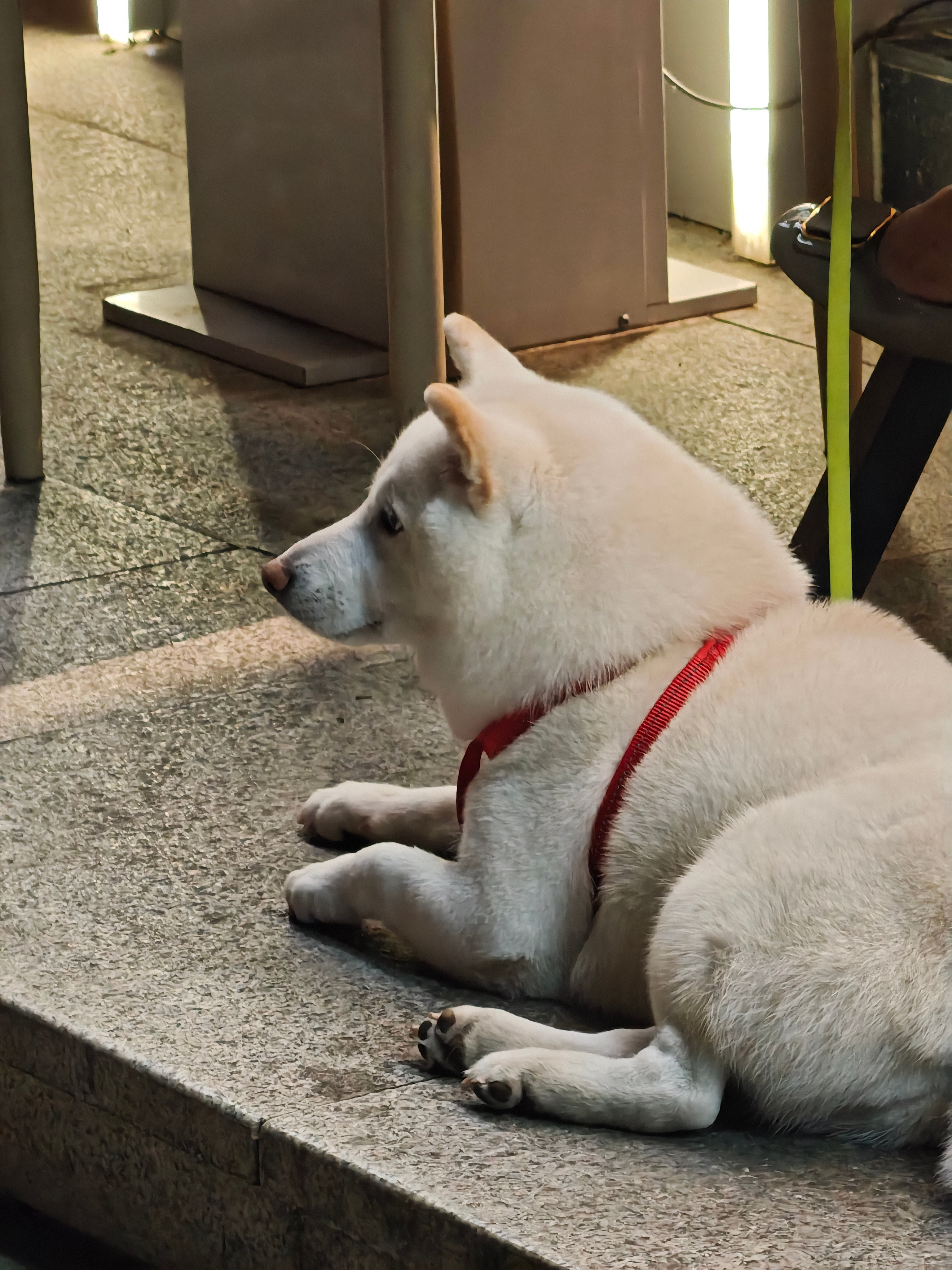 柴犬柴犬我喜欢你🥰​​​