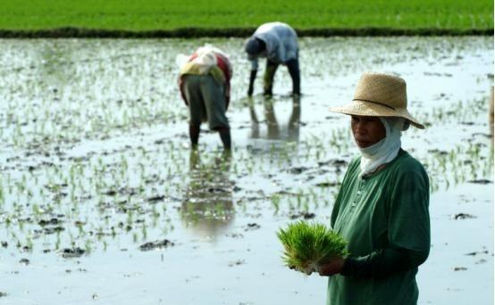 刚得到中国尿素出口承诺，菲律宾就纠集24国闹事，中国这回不惯着2026年3月，