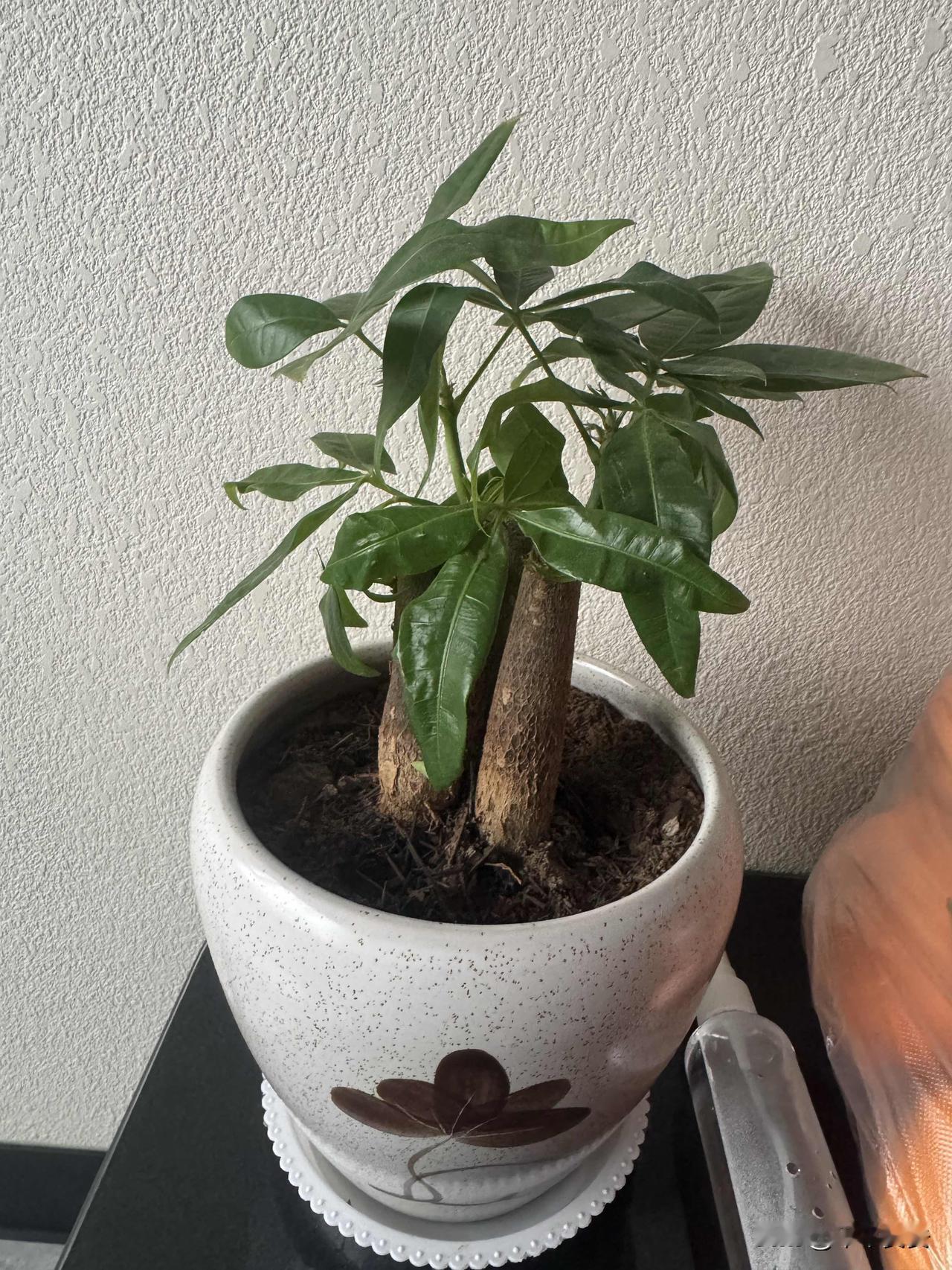 🌿我的发财树小盆栽家里这盆发财树，是我去年冬天搬回来的小家伙。三根粗粗的