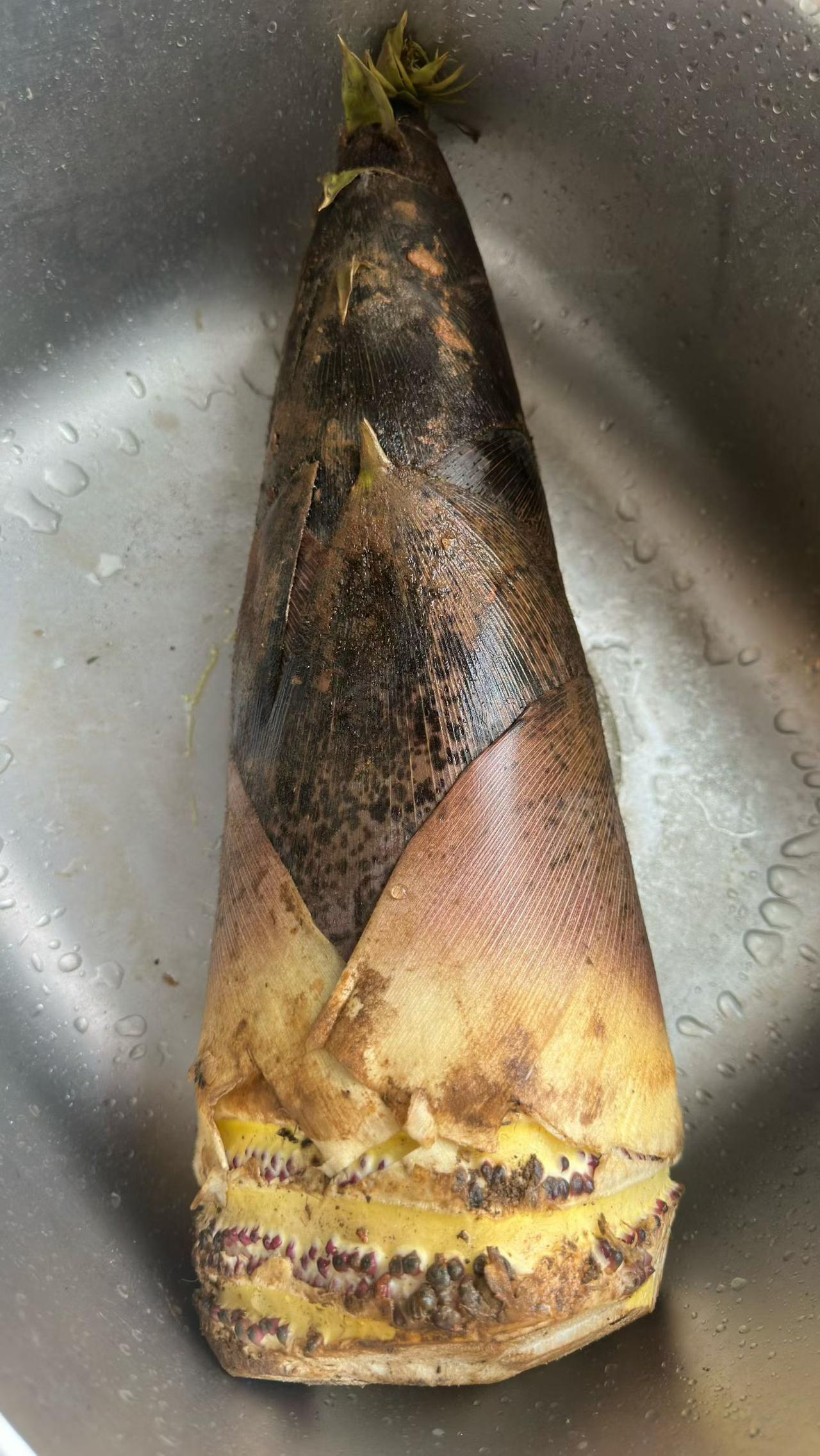 给自己一句话，你会说什么?不要辜负美味。昨天买了一根大毛笋，这是春天天目山脉