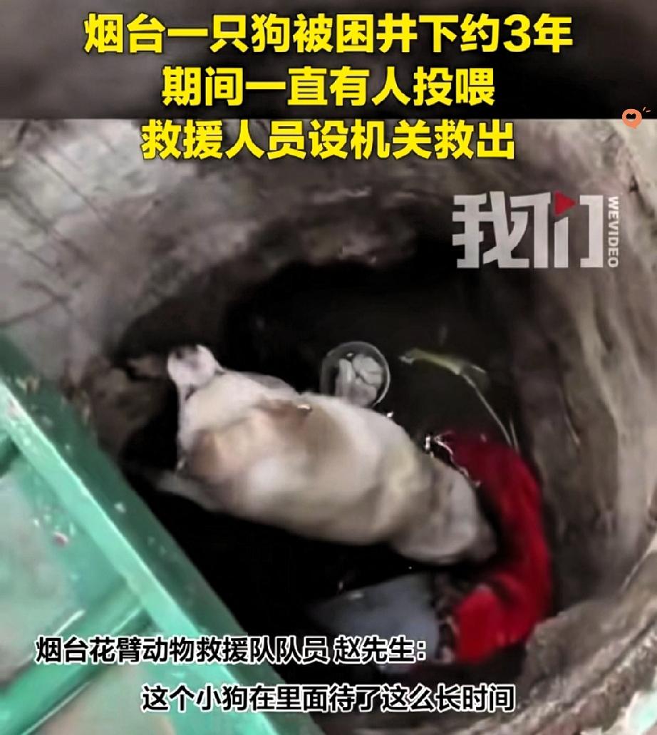 井下三年，不是三天，是整整三年！山东烟台这只小狗，终于熬到了重见天日的这天。