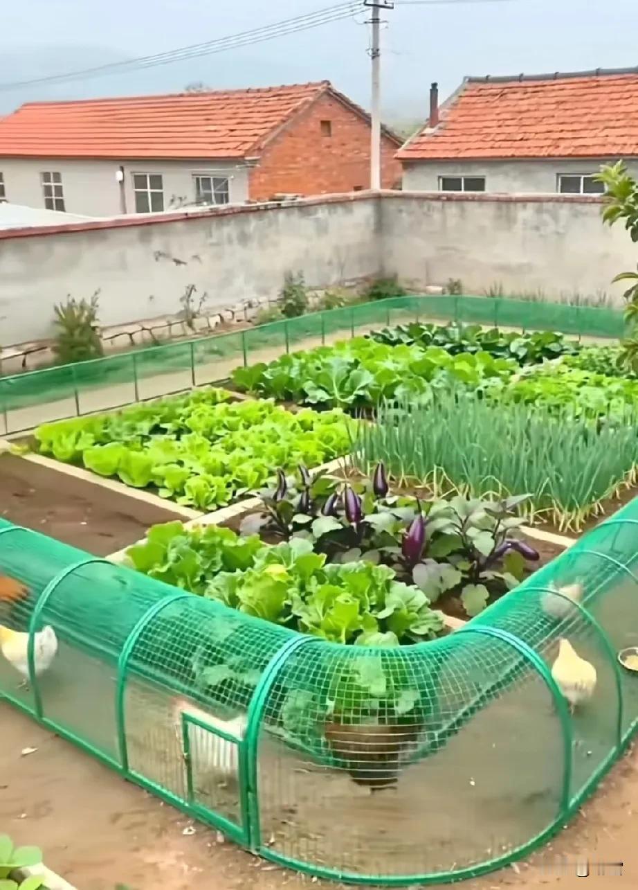 看着这幅图，彻底震撼啦!不是因为菜种好，而是因为在菜旁养鸡[赞]