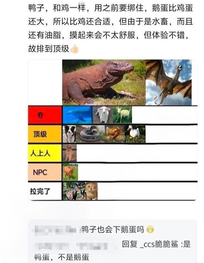 动物手感排行榜，猫猫竟然不是最顶级的