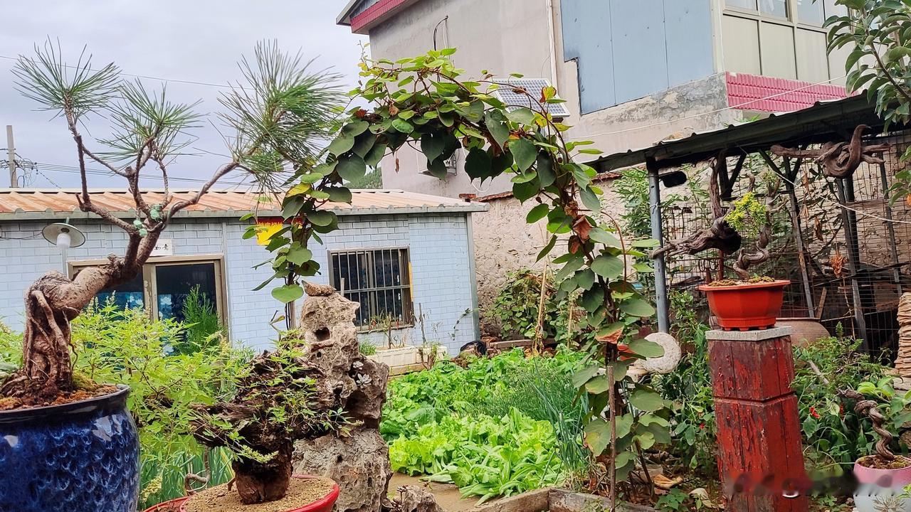 农家小院，一半盆景诗意，一半烟火菜园标题：农村自家小院，养花种菜，这才是普