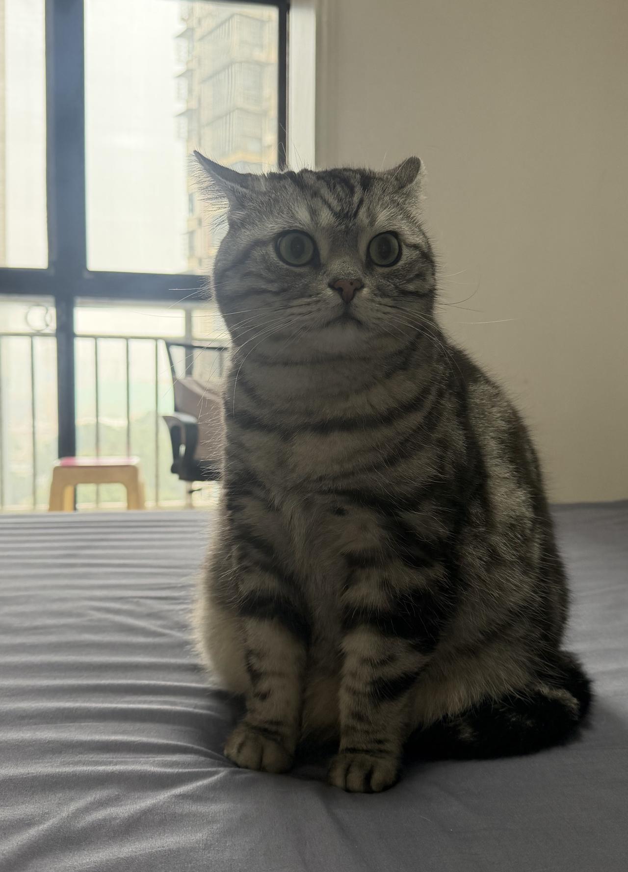 谁能把手里的猫咪照片发出来看一下