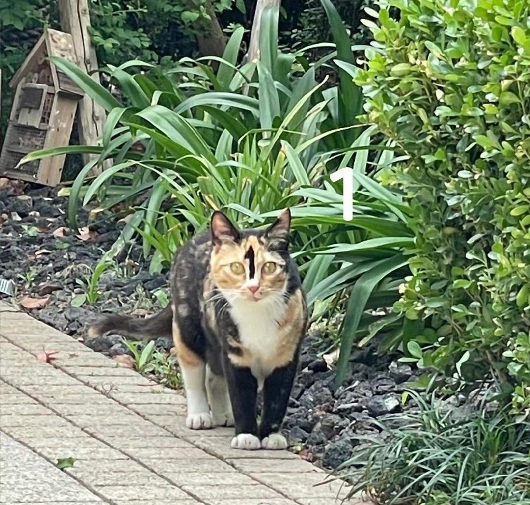 全世界最1的猫出现了​​​