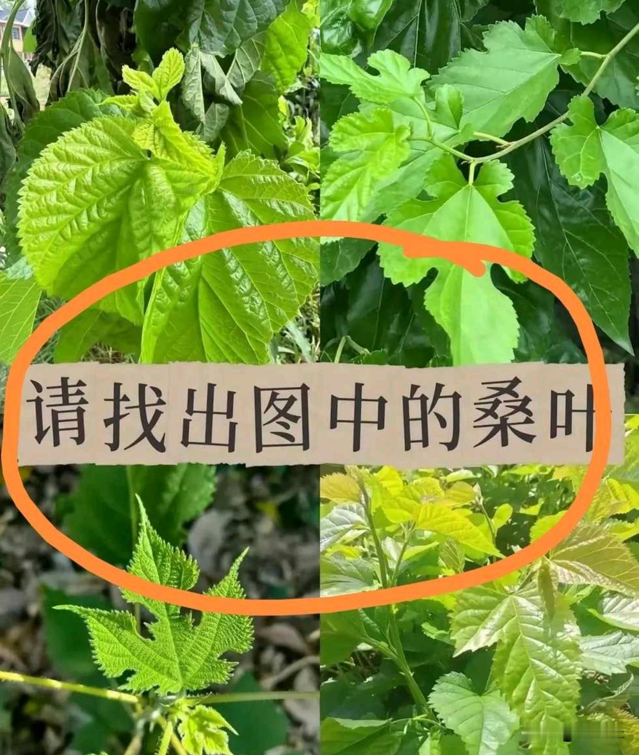 都说要回农村，考考你们哪一个才是桑叶