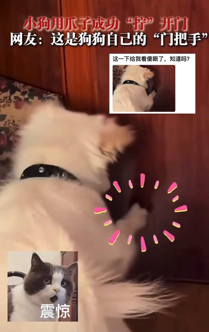 小狗用爪子成功"拧"开门。网友：这是狗狗自己的"门把手"。小狗在干嘛？这一下给