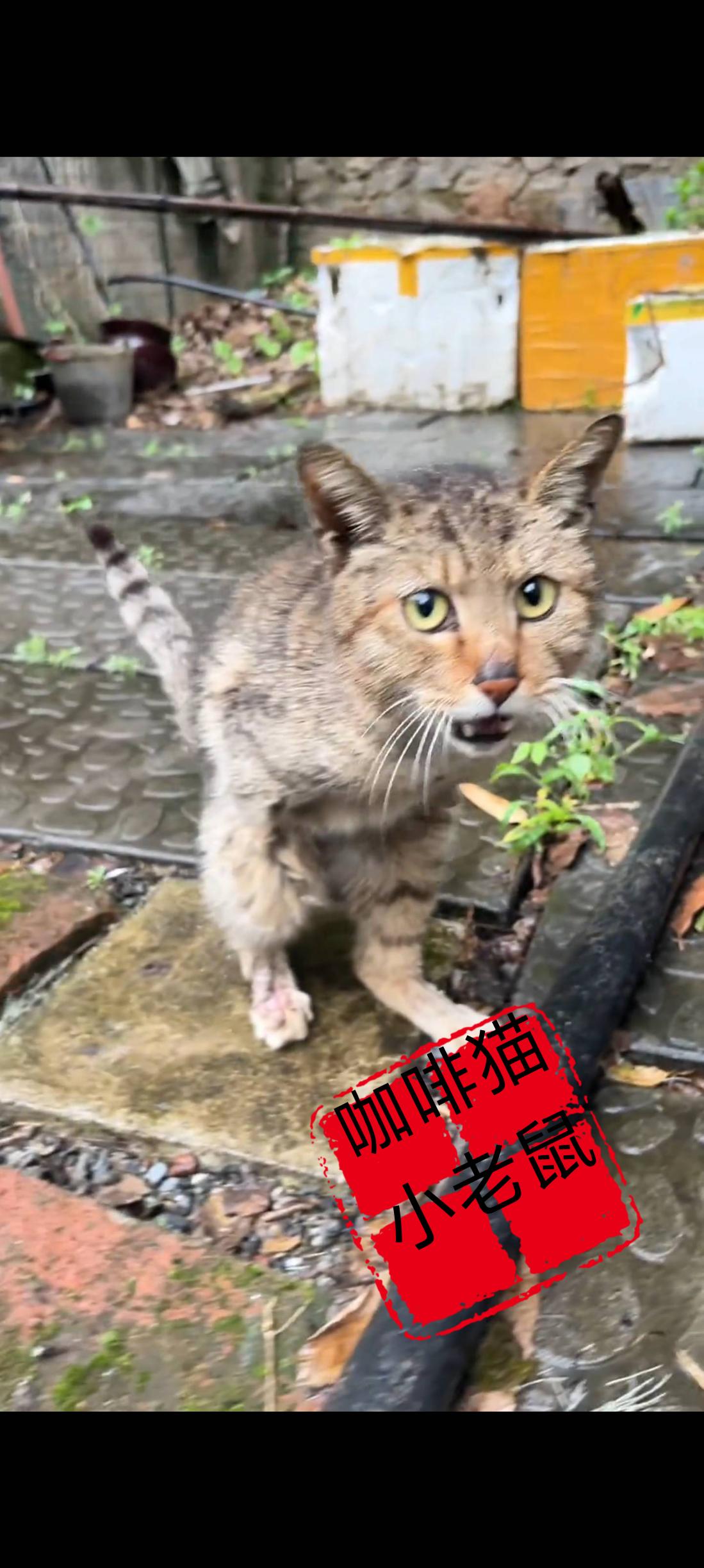 究竟是谁将这只原本活泼开朗的流浪猫弄成这番模样的，不仅失去了自己的前肢，就连身后