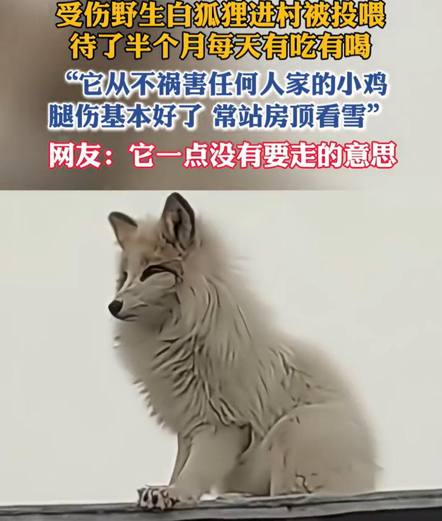 太有灵性了！黑龙江望奎，男子听到院子里有动静，出门一看竟然是一只受伤的白狐，男子