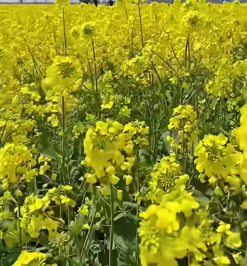油菜花，给了春天花海里一种铺天盖地的浪漫。